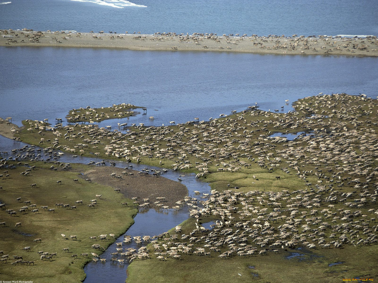 caribou, herd, arctic, national, wildlife, refuge, alaska, , 